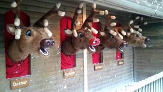 Singing reindeer at Center Parcs [upl. by Gnilrac697]