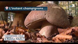 L’instant champignons  le boletus edulis [upl. by Oliy]