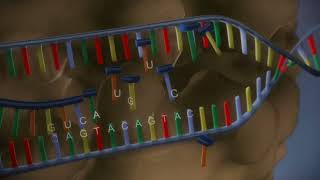 Von der DNA zum Protein [upl. by Jim]