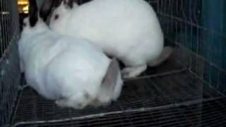 Successful Rabbit Breeding [upl. by Bellew]