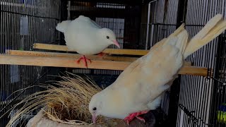 White Dove Pair Every Activity in the Cage Detailed  White Dove Detailed Video [upl. by Nirehtac]