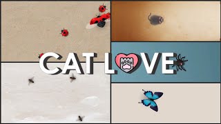 Juego para gatos  MIX  Game for cats  MIX [upl. by Ssac]