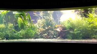 Biotop aquarium of SouthEast Asia river [upl. by Critchfield]