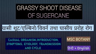 गन्ने में लगने वाली grassy shoot disease इस disease के casual organism का नाम क्या है सारा कुछ देखें [upl. by Aitekram]