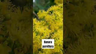 BANARA PARVIFLORA shorts shortvideo [upl. by Notsa]