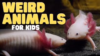 Weird Animals for Kids  Learn about these three odd creatures [upl. by Demb]