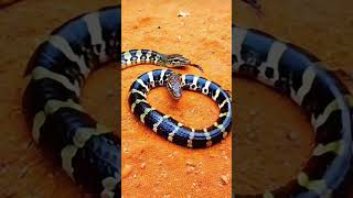 Snake snakevideo giantanimal reptiles rainforestlife rainforestwildlife wildlife [upl. by Dalia]