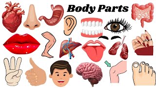 Kids vocabulary  Body  parts of the body  Learn English for kids  English educational video [upl. by Gian704]