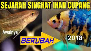 Jadi begini  Sejarah ikan cupang part 22cerita cupang [upl. by Sitarski]