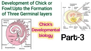 3Devlopment of Chick Upto the formation of Primitive StreakClevageMorulaBlastulaChicks DevBio [upl. by Ahtennek]