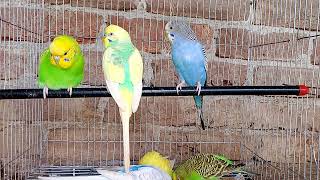 🐥love birds sound 🐥◍•ᴗ•◍ Beautiful Budgie Beautiful Australian Parrots Natural Sounds birds [upl. by Grory]