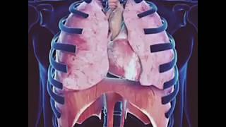 Breathing Mechanism by Enhanced By Science [upl. by Jens]