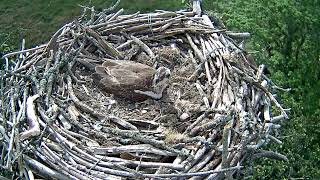 Bywyd Gwyllt Glaslyn Wildlife  Ffrwd Byw  Live Stream [upl. by Oicnecserc]