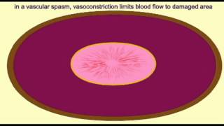 AP2 EXAM 1 VASCULAR SPASM [upl. by Ellenhoj554]