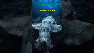 Wobbegong  Carpet Shark  TOP 5 Most Beautiful [upl. by Yennep]