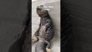 UROMASTYX ATAU DHAB LAGI SaNTAI dj music cover djremix kadalgurun reptiles [upl. by Aicek]