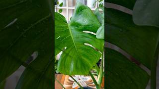 Monstera Deliciosa  Monstera Root Development  Monstera Care shorts plants garden [upl. by Enrica704]