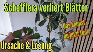 Schefflera verliert Blätter Ursache und Lösung für den Blattverlust der Strahlenaralie [upl. by Pelmas]