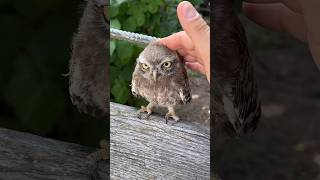 Bufnita owl owlbird owlybird owleye owleyes bird burds friendship owlvideo birdvideos fy [upl. by Koenraad391]