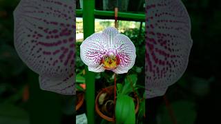 Moth Orchid garden orchid [upl. by Windham530]