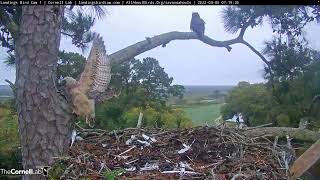 Owlet Takes A Leap Branches At Savannah Great Horned Owl Nest – April 6 2022 [upl. by Sirod206]