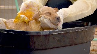 These Cute Rescue Puppies Are Taking Stinky Sulfur Baths to Treat Their Skin Infections [upl. by Adle584]