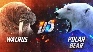 Can a Walrus Beat a Polar Bear in a Fight [upl. by Nevar]