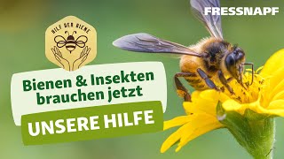 Hilf der Biene  Was wir für den Insektenschutz tun können [upl. by Nahgen220]