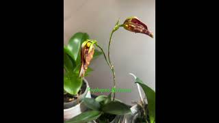 Psychopsis Mariposa is about to open its blooms orchid flowers plane [upl. by Hillier]