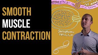 1 Minute Recap  Smooth Muscle Contraction [upl. by Nilde]