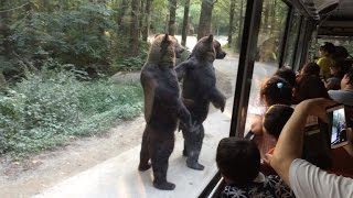 Watch These Bears Walk on Hind Legs Entertaining Surprised Tourists [upl. by Alejoa]