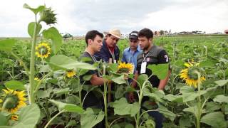 Agronomia Unicesumar  Profissão em Foco [upl. by Sly]