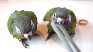 Whiteeared Conure [upl. by Chemaram977]