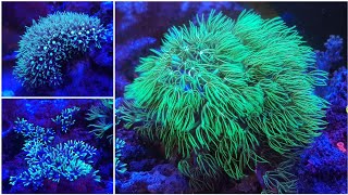 Different Types of GSP Coral Green Star Polyps [upl. by Nylirehc63]