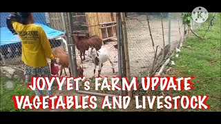 JOYYET’s FARM UPDATE VEGETABLES AND LIVESTOCK [upl. by Ki]