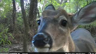 Moultrie Mobile Edge 2 Pro Trail Camera Review [upl. by Othe]