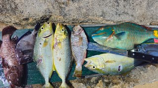 Fishing in Jamaica🇯🇲 Catching BEAUTIFUL Fish [upl. by Arreik644]