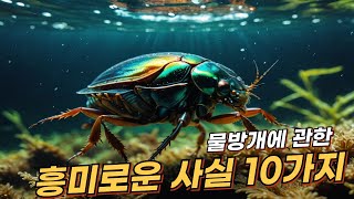 물방개Diving beetle에 관한 10가지 흥미로운 사실  리얼 사실  여러가지 사실  놀라운 사실 facts Divingbeetle insect [upl. by Elimaj]