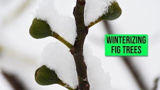 What to do With Fig Trees in Winter How to Overwinter Fig Trees [upl. by Omora]