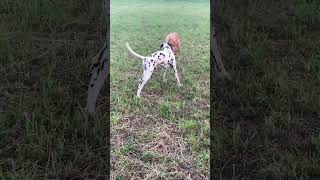 Dalmatian dogHungarian VizslaPointer double datedalmatiandog germanshorthairedpointersvizsla [upl. by Bish263]