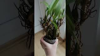 Maxillaria marginata [upl. by Amsden]