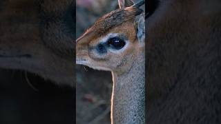 Natures Tiny Wonder DikDik Antelope 🦌🌱✨ [upl. by Ailuj518]