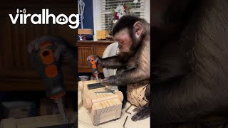 Capuchin Monkey Is Hard at Work  ViralHog [upl. by Mccreary]