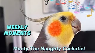 Monty The Naughty Cockatiels weekly moments ❤️❤️part 79❤️❤️ [upl. by Allianora]