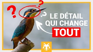 Photo animalière  le détail qui change TOUT [upl. by Pell201]