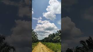 Asmr view palm oil plantation in indonesia nature asmr palmoil [upl. by Nahgem]