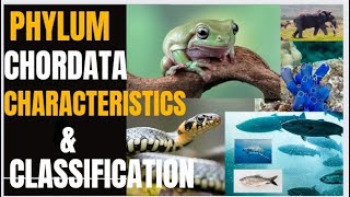 Phylum Chordata  Characteristics amp Classification [upl. by Lalita948]