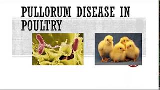 White diarrhea disease in Broilers Pullorum Disease  Sticky vent disease [upl. by Hanway]