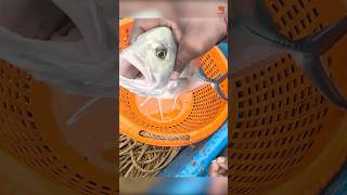 Fishing in the Sea fishing fishingvideo fishingtime [upl. by Ynaffet210]