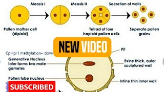 Chapter2Microsporogenesis and development of Male gametophyteBiology 12thNcert [upl. by Notluf699]